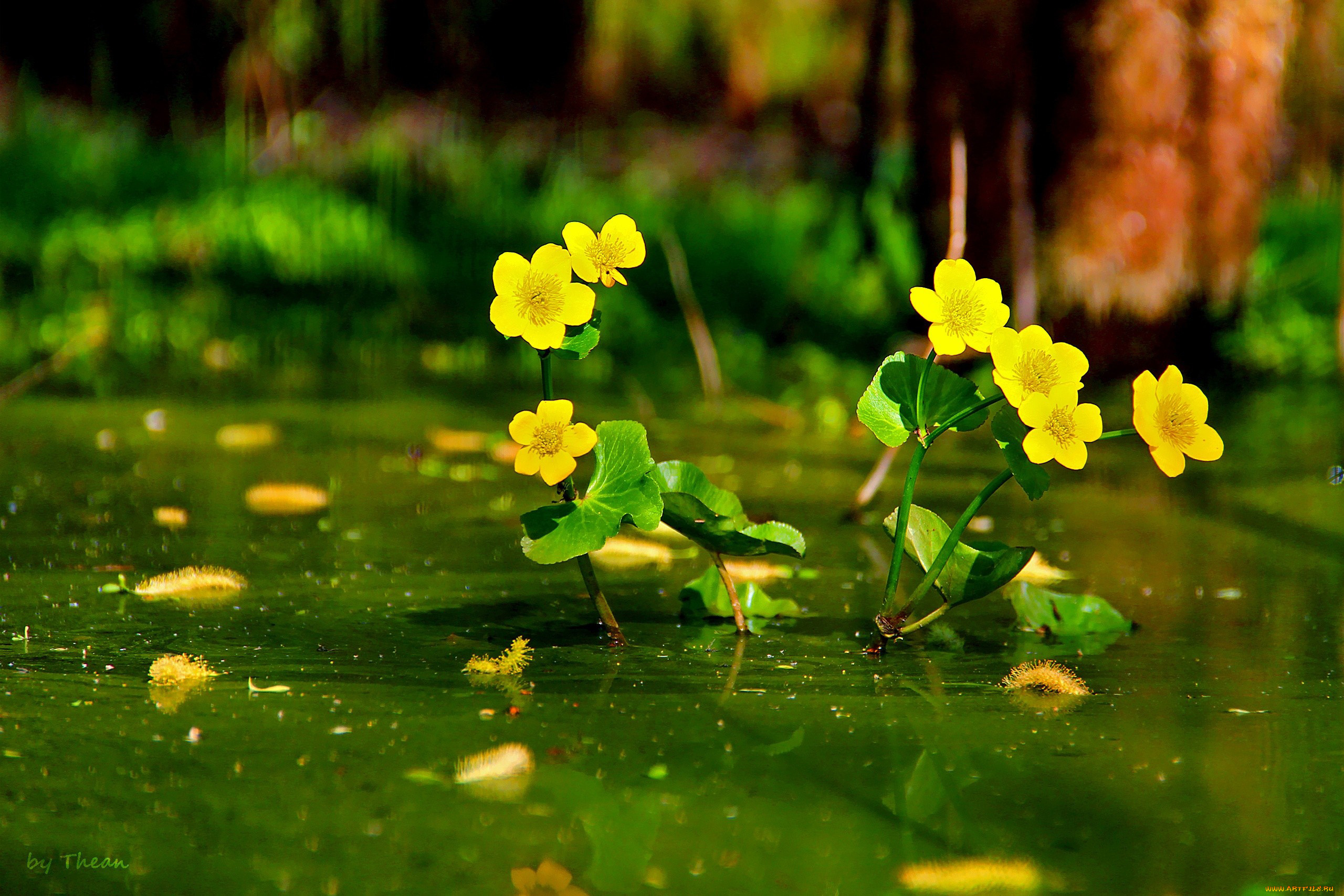 Желтые весенние цветы в воде